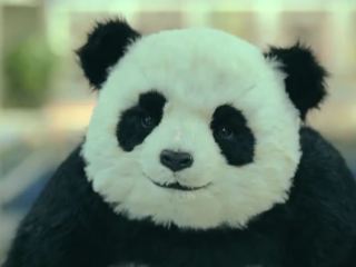 На избирательный участок пришла и проголосовала панда видео