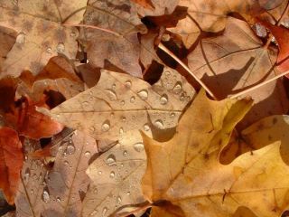 В Луганске борются с опавшими листьями видео