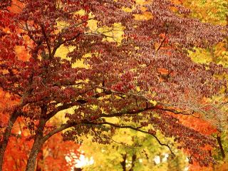 Погода в Луганске сильный ветер