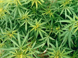 У жителя Ровенек нашли  кг марихуаны