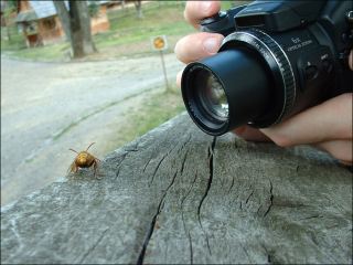 В Луганской области будут праздновать летие движения юных натуралистов