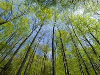 Луганские лесники перевыполнили план по озеленению области