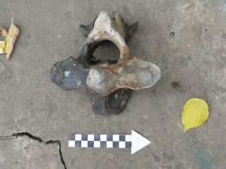 Под Луганском обнаружили уникальную археологическую находку (дополнено, фото)