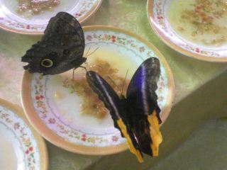 Уникальная выставка живых бабочек открылась в Луганской области фото видео