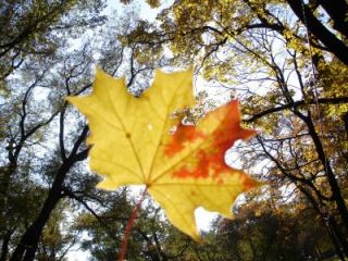 Погода в Луганске С