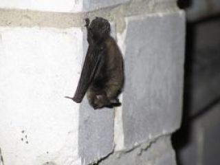 Город на Луганщине отбивается от летучих мышей