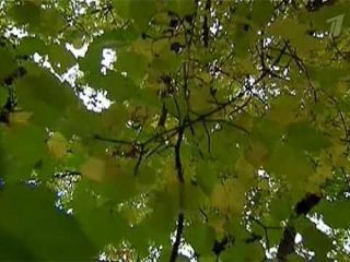 Луганская область лишилась ботанического памятника