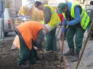 Голландские тюльпаны уже растут в Луганске фото видео