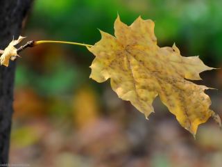 Погода в Луганске пасмурно