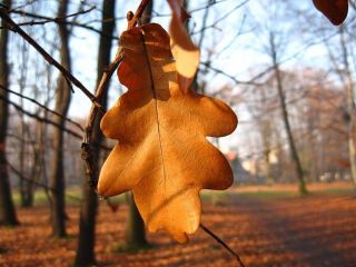 Погода в Луганске на  ноября С