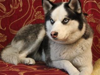 В Луганске собака спасла жизнь своему хозяину