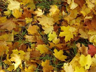 Погода в Луганске пасмурно днем потеплеет