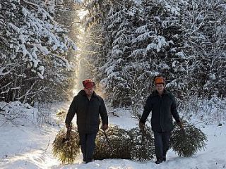 Владимир Пристюк уже озаботился охраной елок от браконьеров