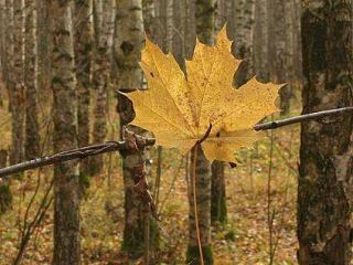 Погода в Луганске: +2°С, днем потеплеет