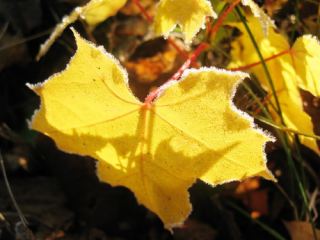 Погода в Луганске на  ноября С