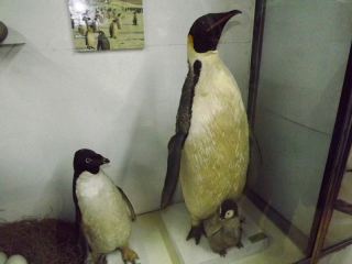 Луганчан приглашают посмотреть на  тысячи зверей со всего мира фото