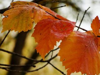 Погода в Луганске мелкий дождь