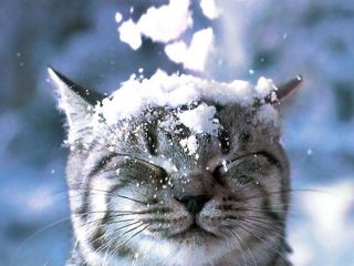 Чего вы ждете от зимы  Опрос Cxidinfo