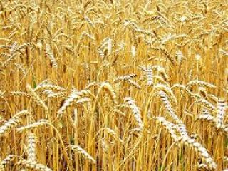 Агротон приобрел две агрокомпании за  млн