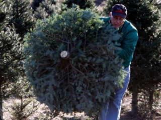 За незаконную вырубку елок луганчанам грозит штраф от  до  грн