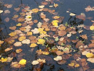 Погода на  и  декабря в Луганске до С