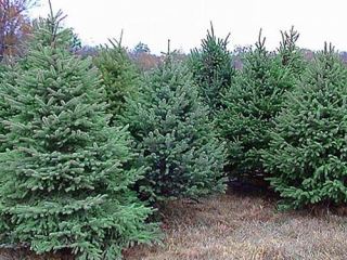 В Луганской области планируют продать 72 тыс. новогодних елок