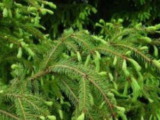 В Луганске рассказали о ценах на новогодние елки