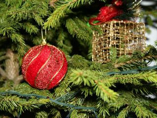 Луганчане предпочитают натуральные новогодние елки