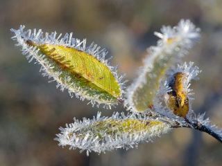 Погода в Луганске С