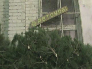 Более  тыс елок незаконно вырубили на Луганщине