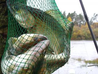 Луганская область оказалась нерыбным местом