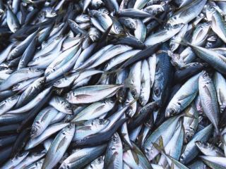 В Луганске накрыли подпольный рыбный цех работавший в антисанитарных условиях