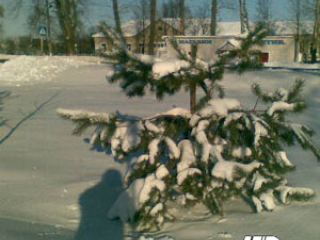 В Луганской области срубили елку растущую рядом с поссоветом фото