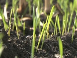 На Луганщине озимые не взошли на  площадей