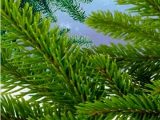 В Луганской области продали меньше елок чем планировали