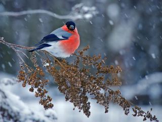 Погода в Луганске снег к вечеру похолодает