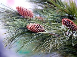 Когда вы выбрасываете новогоднюю елку  Опрос Cxidinfo