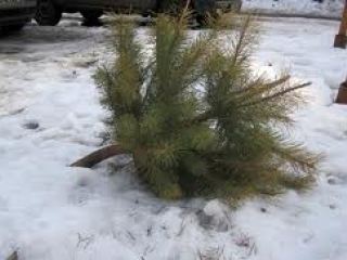 Большинство луганчан уже избавилось от новогодних елок