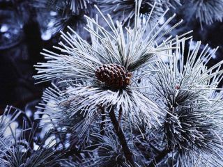 Погода в Луганске на 16 января: без осадков