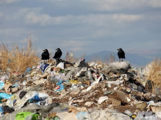 На Луганщине чиновница устроила свалку размером с футбольное поле