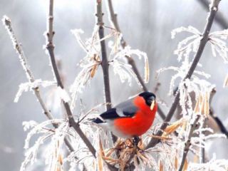Погода в Луганске на  января похолодает до С