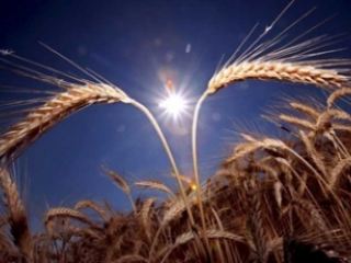 В Луганске назначили главного агрария области