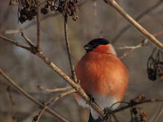 Погода в Луганске на  февраля без осадков