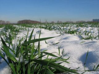 В  году на Луганщине погибло более  тыс га озимых культур