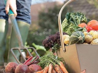 Аграрии Луганской области собрали более  тысяч тонн овощей