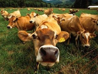 На Луганщине выросли вложения в развитие  животноводства