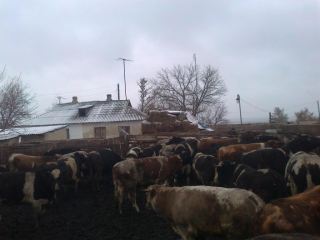 На луганской границе поймали  рогатых нарушителей