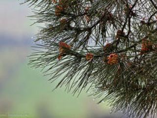 Погода в Луганске на  февраля