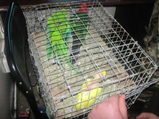 Россиянин пытался провезти через луганскую границу  попугаев фото