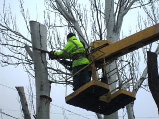 В Луганске продолжается обрезка деревьев